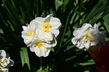 Güzel bir çiçeğin yakın plan çekimi.