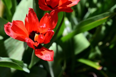 Güzel lale çiçekleri yazın güneşli bir günde bahçede yetişir. 