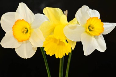 Koyu arkaplanda güzel çiçekler, yaz konsepti, yakın manzara  