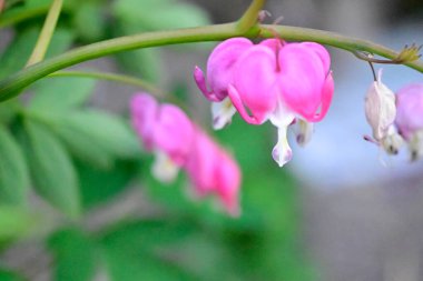 Güneşli yaz gününde bahçede yetişen güzel çiçekler. 