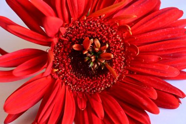 Aydınlık arka planda güzel Gerbera çiçeği, yaz konsepti, yakın görüş  