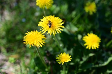 Güneşli yaz gününde bahçede yetişen güzel çiçekler. 