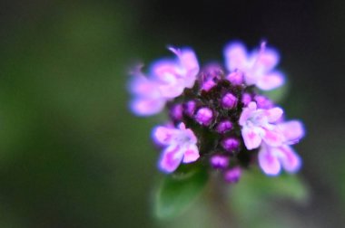 Güneşli yaz gününde bahçede yetişen güzel çiçekler. 