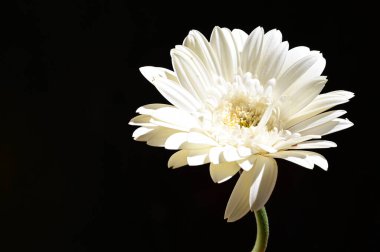 Güzel Gerbera koyu arkaplan, yaz konsepti, yakın görüş  