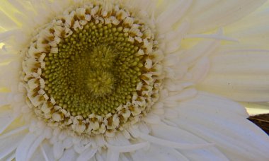 Tahta arka planda güzel Gerbera çiçeği, yaz konsepti, yakın görüş   