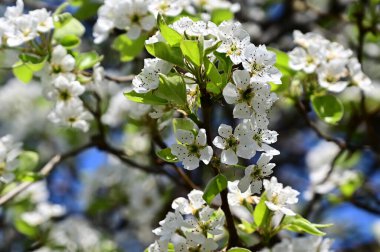 Beyaz çiçekli elma ağacı, yakın plan, bahar konsepti.  