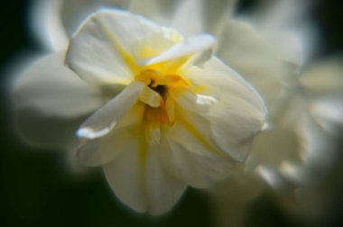 Güzel bir çiçeğin yakın plan çekimi.