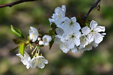 Beyaz çiçekli elma ağacı, yakın plan, bahar konsepti.  