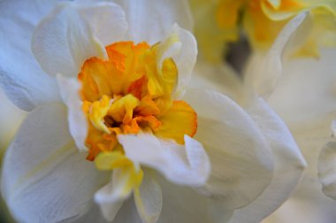 Güzel bir çiçeğin yakın plan çekimi.