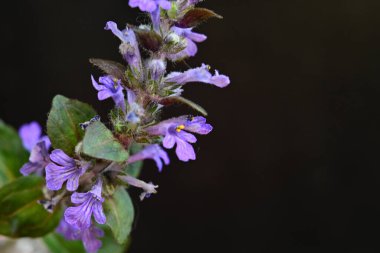 Koyu arkaplanda güzel çiçekler, yaz konsepti, yakın manzara  