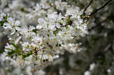 Beyaz çiçekli elma ağacı, yakın plan, bahar konsepti.  