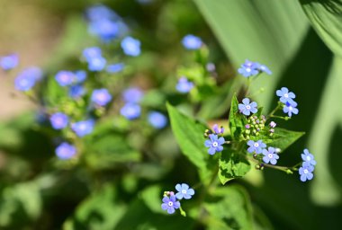 Güneşli yaz gününde bahçede yetişen güzel çiçekler. 