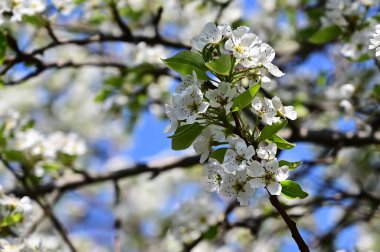 Beyaz çiçekli elma ağacı, yakın plan, bahar konsepti.  