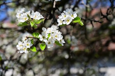 Beyaz çiçekli elma ağacı, yakın plan, bahar konsepti.  