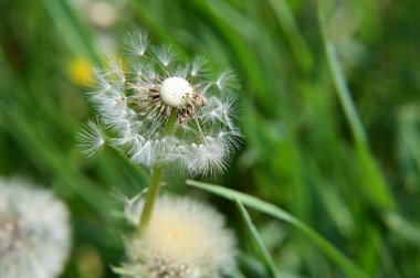 Güneşli yaz gününde bahçede yetişen güzel çiçekler. 