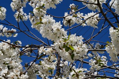 Beyaz çiçekli elma ağacı, yakın plan, bahar konsepti.  
