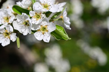 Beyaz çiçekli elma ağacı, yakın plan, bahar konsepti.  