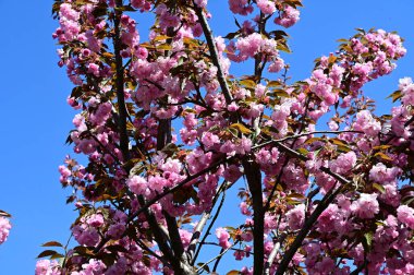 Güzel çiçekli sakura ağacı, yakın plan, bahar konsepti.  