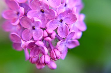 Güneşli yaz gününde bahçede yetişen güzel çiçekler. 