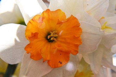 Güzel bir çiçeğin yakın plan çekimi.