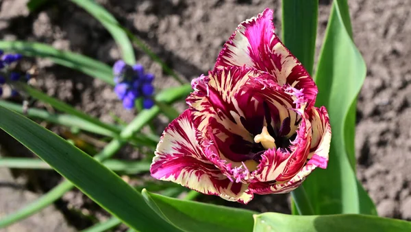 Gyönyörű Tulipán Virág Kertben Nyáron Napsütéses Nap — Stock Fotó