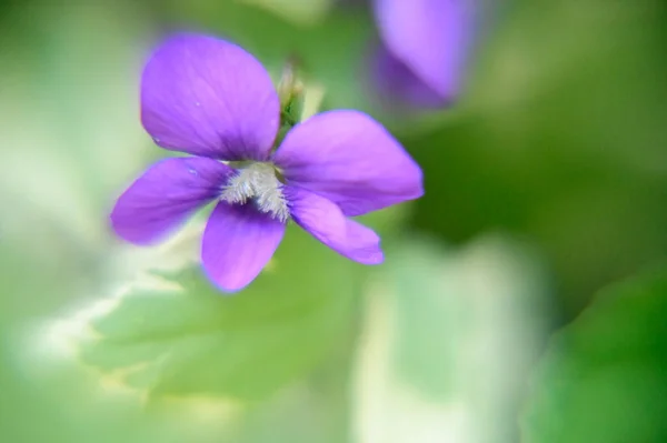 Hermosas Flores Que Crecen Jardín Verano Día Soleado — Foto de Stock