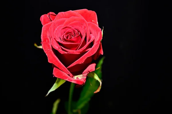 Hermosa Flor Rosa Sobre Fondo Oscuro Concepto Verano Vista Cercana — Foto de Stock