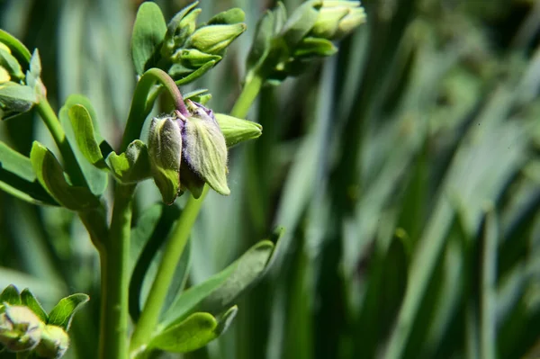 Belles Fleurs Poussant Dans Jardin Journée Ensoleillée Été — Photo