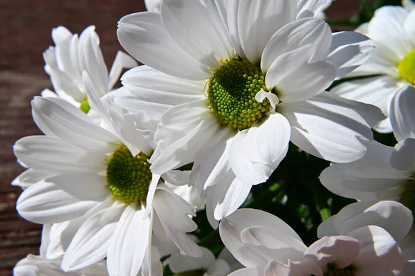 Mooie Bloemen Houten Achtergrond Zomerconcept Dichtbij Uitzicht — Stockfoto