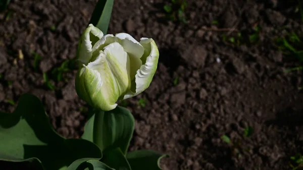 Piękny Kwiat Tulipan Rośnie Ogrodzie Letni Słoneczny Dzień — Zdjęcie stockowe