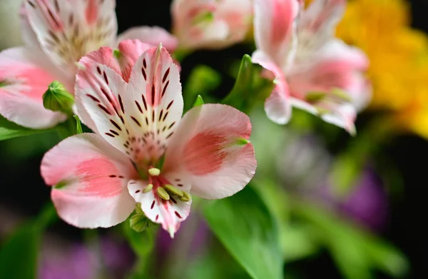 Piękne Kwiaty Rosnące Ogrodzie Letni Słoneczny Dzień — Zdjęcie stockowe