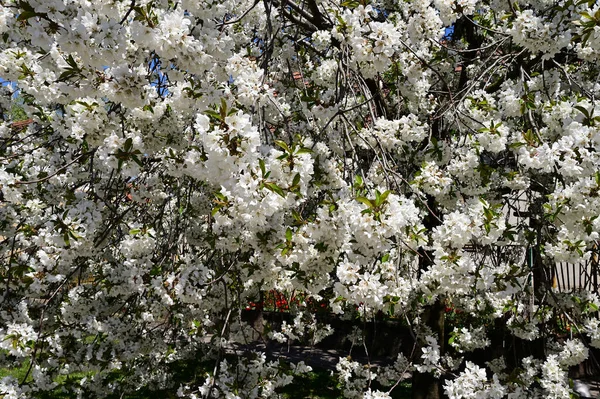 Árvore Maçã Com Flores Brancas Bonitas Close Conceito Primavera — Fotografia de Stock