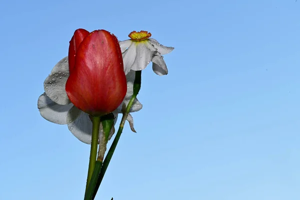 Kapky Rosy Krásné Narcisy Tulipán Pozadí Oblohy Letní Koncept Close — Stock fotografie