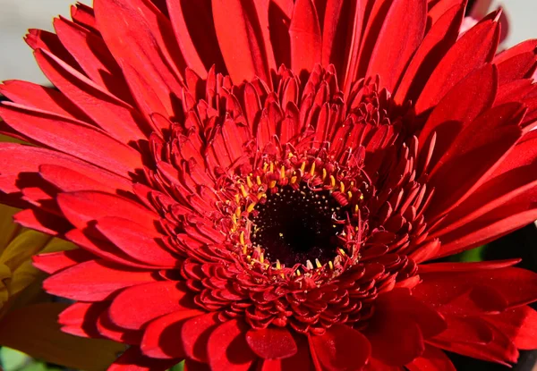 Ramo Hermosas Flores Gerberas Sobre Fondo Oscuro Concepto Verano Vista —  Fotos de Stock