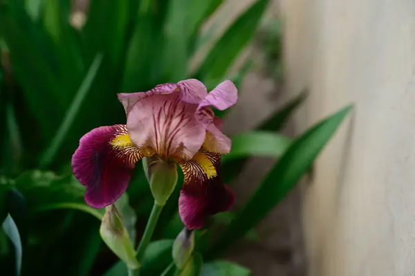 Vakre Blomster Som Vokser Hagen Sommeren – stockfoto