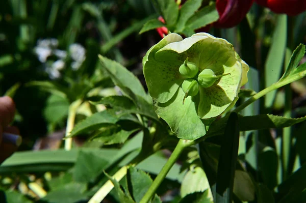 Gros Plan Des Feuilles Plantes Vertes Dans Jardin — Photo