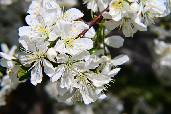 Almafa Fehér Gyönyörű Virágokkal Közelkép Tavaszi Koncepció — Stock Fotó