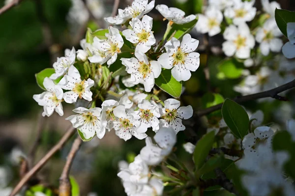 白い美しい花が咲くリンゴの木春のコンセプト — ストック写真