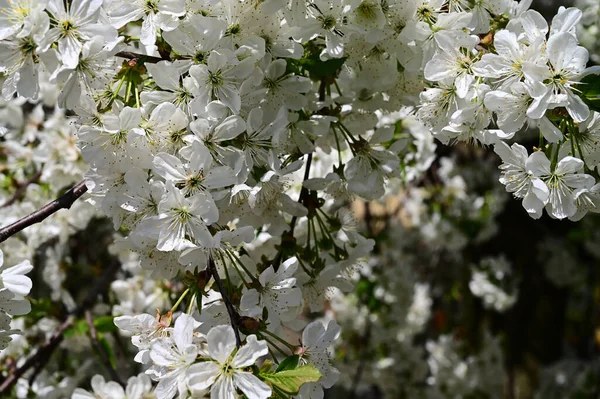 Äppelträd Med Vita Vackra Blommor Närbild Vårkoncept — Stockfoto