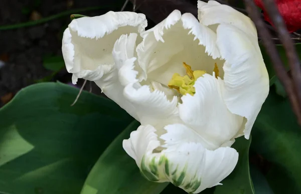 Schöne Tulpenblume Wächst Garten Sonnigen Sommertag — Stockfoto