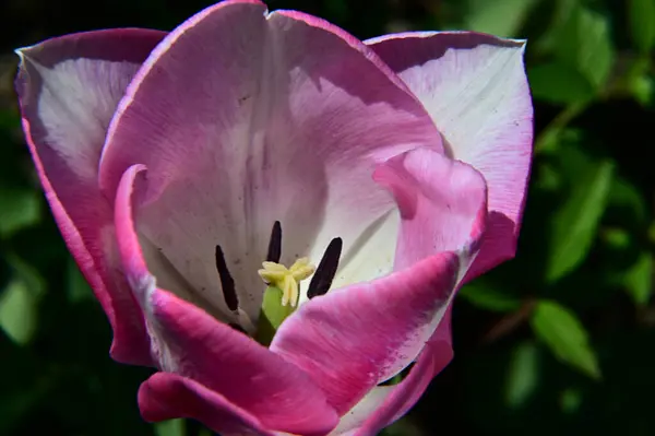 Krásný Tulipán Květina Rostoucí Zahradě Létě Slunečný Den — Stock fotografie