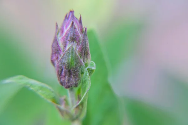 Schöne Blumen Wachsen Garten Sonnigen Sommertag — Stockfoto