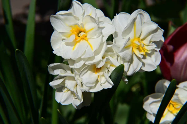 Hermosas Flores Que Crecen Jardín Verano Día Soleado —  Fotos de Stock