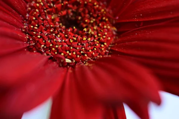 Aydınlık Arka Planda Güzel Gerbera Çiçeği Yaz Konsepti Yakın Görüş — Stok fotoğraf