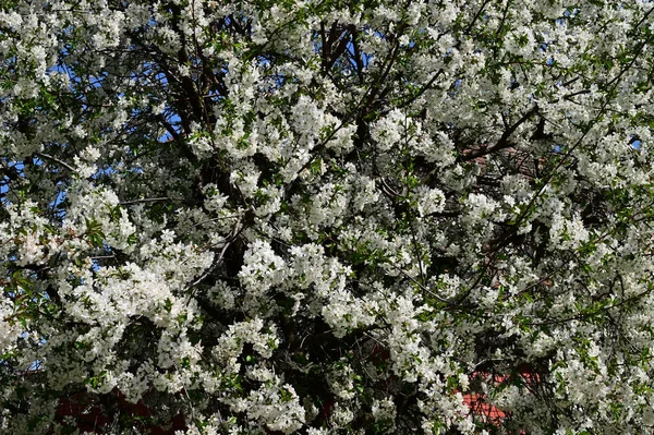 Apple Tree Branches White Beautiful Flowers Close Spring Concept — Stock Photo, Image