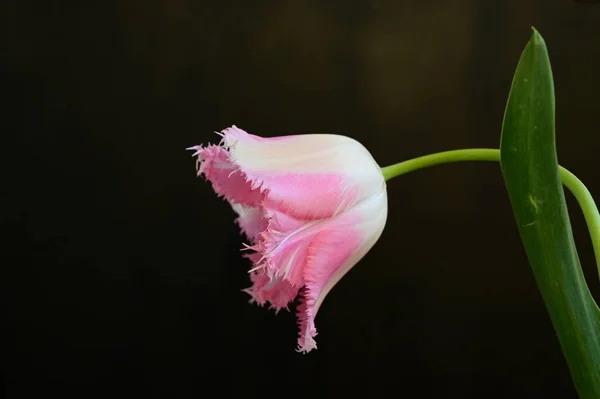 Beautiful Tulip Dark Background Summer Concept Close View — Stock Photo, Image