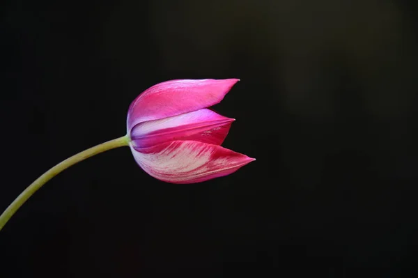 Hermosas Flores Sobre Fondo Oscuro Concepto Verano Vista Cercana —  Fotos de Stock