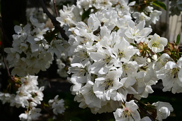 Яблуня Білими Красивими Квітами Крупним Планом Весняна Концепція — стокове фото