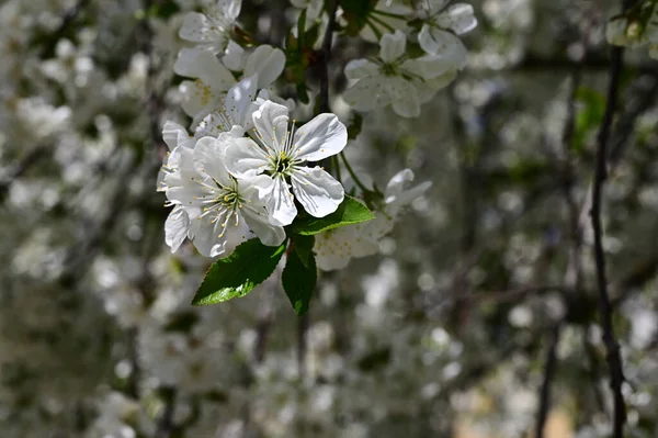 Manzano Con Hermosas Flores Blancas Primer Plano Concepto Primavera — Foto de Stock