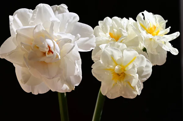 Hermosas Flores Sobre Fondo Oscuro Concepto Verano Vista Cercana — Foto de Stock